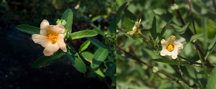 [Two photos spliced together. On the left is a light yellow flower with dark yellow stamen. The flower has five petals, but the petals are are only separate from the cup of the flower for approximately half the length of the petal. This image has a front facing view of a single bloom with lots of green leaves around the bloom. On the right is a bloom which has its stamen ringed at the base by an orange-red circle. This image has a front facing view of a single bloom and a side view of another bloom to the left of the front face. The leaves on this plant are slightly more pointed, but basically the same shape.]